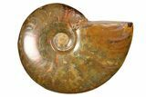 Red Flash Ammonite Fossil - Madagascar #187242-1